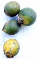 African star apple
